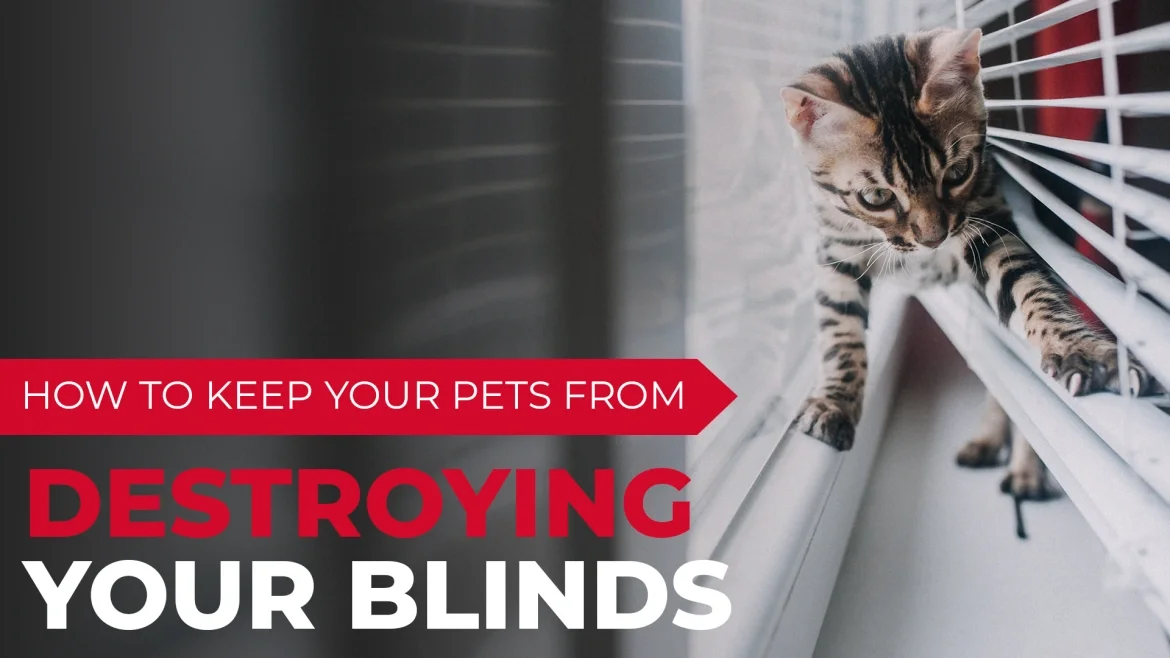 How to Keep Your Pets from Destroying Your Blinds featured image
