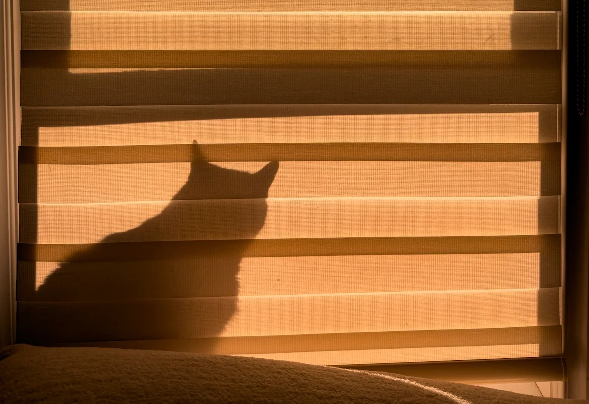 Pet-Proof Window Treatments: The Best Options for Homes with Cats and Dogs featured image